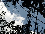 Free Stock Photo: Cloudy blue sky through the trees.