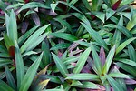 Free Stock Photo: Close-up of green and red leaves