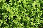 Free Stock Photo: Close-up of small green leaves