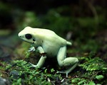 Free Stock Photo: Close-up of a light green tree frog