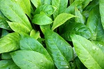 Free Stock Photo: Close-up of large green leaves
