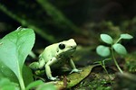 Free Stock Photo: Close-up of a light green frog