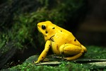 Free Stock Photo: Close-up of a yellow frog.