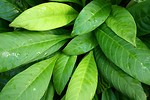 Free Stock Photo: Close-up of large green leaves