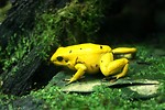 Free Stock Photo: Close-up of a yellow tree frog