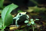 Free Stock Photo: Close-up of a light green tree frog