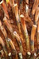 Free Stock Photo: Close-up of the top of a palm tree