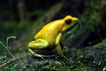 Free Stock Photo: Close-up of a yellow frog