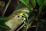Free Stock Photo: Close-up of a yellow and black spotted frog