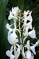 Free Stock Photo: Close-up of white orchid flowers