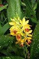 Free Stock Photo: Yellow orchids surrounded by green leaves