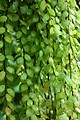 Free Stock Photo: Close-up of small green leaves
