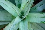 Free Stock Photo: Top view of a green desert plant