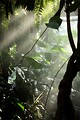 Free Stock Photo: Sunlight shining through mist and tropical foliage