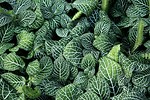 Free Stock Photo: Close-up of green leaves
