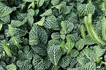 Free Stock Photo: Close-up of green leaves