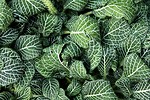 Free Stock Photo: Close-up of green leaves