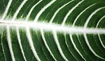 Free Stock Photo: Close-up of a green leaf