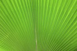 Free Stock Photo: Close-up of a large green tropical leaf