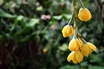 Free Stock Photo: Close-up of yellow orchids