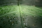 Free Stock Photo: Close-up of a large dark green tropical leaf with water drops