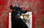 Free Stock Photo: A black goat sticking its head through a barn window