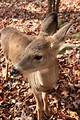 Free Stock Photo: Close-up of a doe in the woods