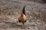 Free Stock Photo: A small rooster walking on a farm