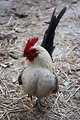Free Stock Photo: Close-up of a rooster