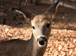 Free Stock Photo: Close-up of a doe in the woods