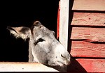 Free Stock Photo: A donkey sticking its head through a barn window