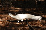 Free Stock Photo: An albino peacock in the woods