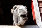 Free Stock Photo: A donkey sticking its head through a barn window