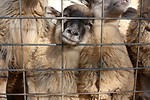 Free Stock Photo: Sheep looking through a wire fence