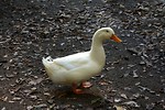 Free Stock Photo: A white duck on a farm