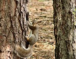 Free Stock Photo: Squirrel on a tree