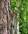 Free Stock Photo: Squirrel on a tree