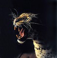Free Stock Photo: Closeup of a spotted leopard