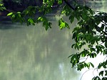 Free Stock Photo: A still river