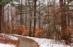 Free Stock Photo: A curved path into snowy woods