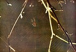 Free Stock Photo: A spider in the center of a web