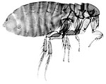 Free Stock Photo: Magnification of a female flea