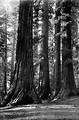 Free Stock Photo: Vintage photo of a man standing by giant sequoia trees