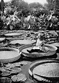 Free Stock Photo: Vintage photo of a young girl sitting on a giant water lily