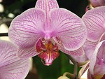 Free Stock Photo: Closeup of purple orchids