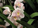 Free Stock Photo: Closeup of pink orchids