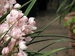 Free Stock Photo: Closeup of pink orchids