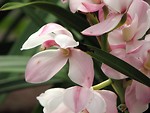 Free Stock Photo: Closeup of pink orchids