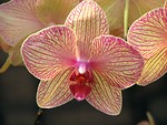 Free Stock Photo: Closeup of pink orchids