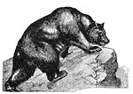 Free Stock Photo: Vintage illustration of a grizzly bear